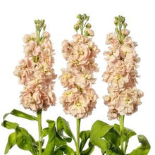 Načíst obrázek do prohlížeče Galerie, Fiala sivá - "Milla", Salmon