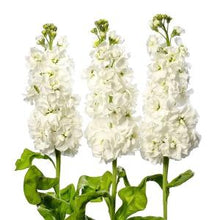 Načíst obrázek do prohlížeče Galerie, Fiala sivá - "Milla", White