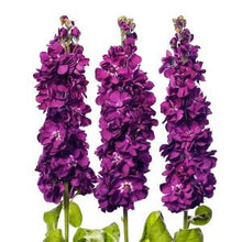 Načíst obrázek do prohlížeče Galerie, Fiala sivá - "Milla", Aubergine