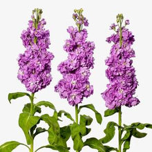 Načíst obrázek do prohlížeče Galerie, Fiala sivá - "Milla", Lavender