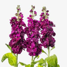 Načíst obrázek do prohlížeče Galerie, Fiala sivá - "Milla", Purple