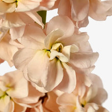 Načíst obrázek do prohlížeče Galerie, Fiala sivá - "Milla", Salmon