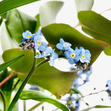 Načíst obrázek do prohlížeče Galerie, Pomněnka Alpská - "Blue Memory"