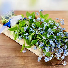 Načíst obrázek do prohlížeče Galerie, Pomněnka Alpská - "Blue Memory"