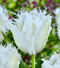 Načíst obrázek do prohlížeče Galerie, Tulipán - "Noordeinde", 5ks, 10ks