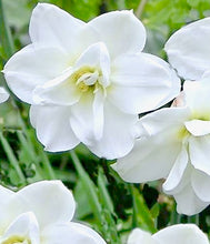 Načíst obrázek do prohlížeče Galerie, Narcis - "Poeticus", Albus Plenus, 5ks