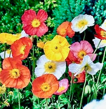 Načíst obrázek do prohlížeče Galerie, Mák lysý - "Spring Fewer", Mix barev