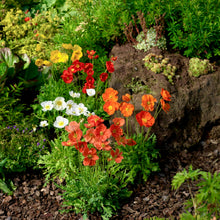 Načíst obrázek do prohlížeče Galerie, Mák lysý - "Spring Fewer", Mix barev