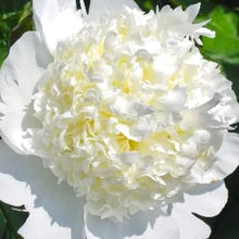 Načíst obrázek do prohlížeče Galerie, Pivoňka - "Bridal Shower", 1ks