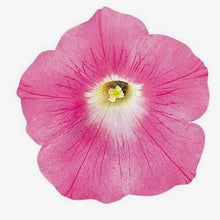 Načíst obrázek do prohlížeče Galerie, Petúnia převislá - " Hybrida Wave", Pink