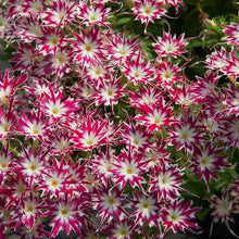 Načíst obrázek do prohlížeče Galerie, Plamenka Drummondova (Flox) - "F1 Popstars™", Rose White Eye