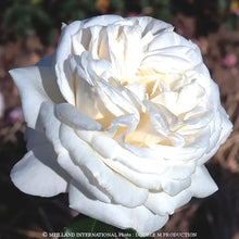 Načíst obrázek do prohlížeče Galerie, Růže - "PIERRE ARDITI® ,Meicalanq", sazenice 1ks