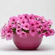 Načíst obrázek do prohlížeče Galerie, Petúnie - "F1 Easy Wave®", Pink Passion