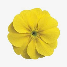 Načíst obrázek do prohlížeče Galerie, Prvosenka (primule) bezlodyžná - "F1, Danova", Lemon Yellow