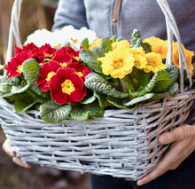 Načíst obrázek do prohlížeče Galerie, Prvosenka (primule) bezlodyžná - "F1, Danova", Lemon Yellow