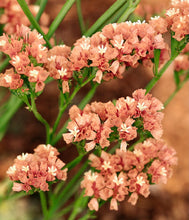 Načíst obrázek do prohlížeče Galerie, Statice (Limonka)- "QIS", Apricot