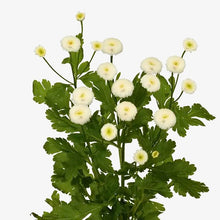 Načíst obrázek do prohlížeče Galerie, Kopretina Řimbaba - "Rio"