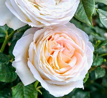 Načíst obrázek do prohlížeče Galerie, Růže - "CAMILLE CLAUDEL®, Meiroguste", sazenice 1ks