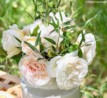 Načíst obrázek do prohlížeče Galerie, Růže - "CAMILLE CLAUDEL®, Meiroguste", sazenice 1ks