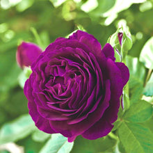 Načíst obrázek do prohlížeče Galerie, Růže - "TWILIGHT ZONE®", sazenice 1ks