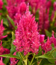 Načíst obrázek do prohlížeče Galerie, Nevadlec ohnivý - "SUNDAY", Bright Pink