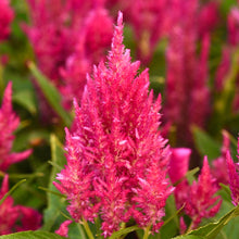 Načíst obrázek do prohlížeče Galerie, Nevadlec ohnivý - "SUNDAY", Bright Pink