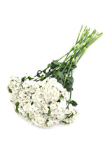 Načíst obrázek do prohlížeče Galerie, Hvozdík bradatý - "F1, Sweet", White