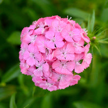 Načíst obrázek do prohlížeče Galerie, Hvozdík bradatý - "F1, Sweet", Deep Pink Maxine