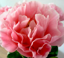 Načíst obrázek do prohlížeče Galerie, Pivoňka - "Salmon Dream", 1ks