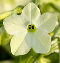 Načíst obrázek do prohlížeče Galerie, Okrasný tabák - "F1 Sirius, Perfume™", Lime