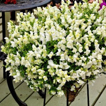 Načíst obrázek do prohlížeče Galerie, Hledík větší - "F1 CANDY showers", White