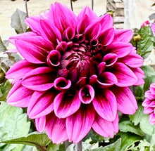 Načíst obrázek do prohlížeče Galerie, Jiřina - "Davina Michelle©", 1ks