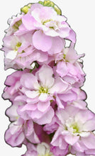 Načíst obrázek do prohlížeče Galerie, Fiala sivá - "Stock Column", Pink Sweatheart