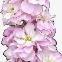 Načíst obrázek do prohlížeče Galerie, Fiala sivá - "Stock Column", Pink Sweatheart