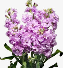 Načíst obrázek do prohlížeče Galerie, Fiala sivá - "Katz", Light Lavender
