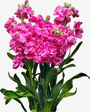 Načíst obrázek do prohlížeče Galerie, FIala sivá- "Katz", Bright rose