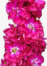 Načíst obrázek do prohlížeče Galerie, Fiala sivá - "Stock Column", Miracle Crimson