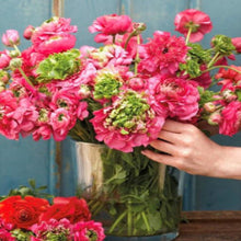 Načíst obrázek do prohlížeče Galerie, Pryskyřník - "Reinette, Rose", 5ks nebo 10ks