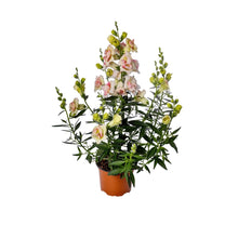 Načíst obrázek do prohlížeče Galerie, Hledík větší drobný - "Sweet Duet", Appleblossom