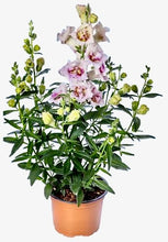 Načíst obrázek do prohlížeče Galerie, Hledík větší drobný - "Sweet Duet", Lavender Speckle