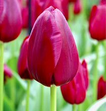 Načíst obrázek do prohlížeče Galerie, Tulipán - "National Velvet", 5ks