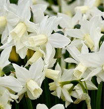 Načíst obrázek do prohlížeče Galerie, Narcis - "Snow Baby (Ice Baby)", 5ks