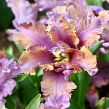 Načíst obrázek do prohlížeče Galerie, Tulipán - "Vovos",4ks