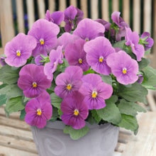 Načíst obrázek do prohlížeče Galerie, Viola rohatá -"Admire® Orchid"