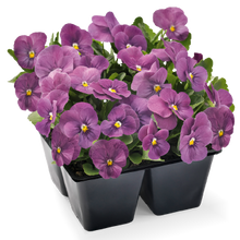 Načíst obrázek do prohlížeče Galerie, Viola rohatá -"Admire® Orchid"