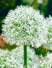 Načíst obrázek do prohlížeče Galerie, Okrasný česnek - "Mount Everest", 1ks