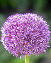 Načíst obrázek do prohlížeče Galerie, Okrasný česnek - "Pinball WIzard", 1ks