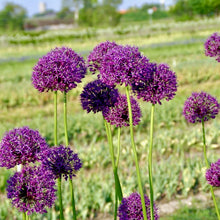 Načíst obrázek do prohlížeče Galerie, Okrasný česnek - "Goliath", 3ks