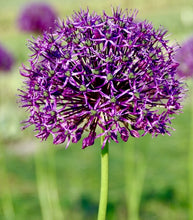 Načíst obrázek do prohlížeče Galerie, Okrasný česnek - "Goliath", 3ks