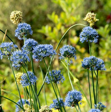 Načíst obrázek do prohlížeče Galerie, Okrasný česnek - "Caerulum" (Azurový), 10ks
